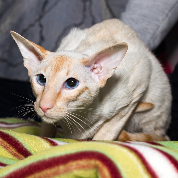 Ориентальная кошка рыжая