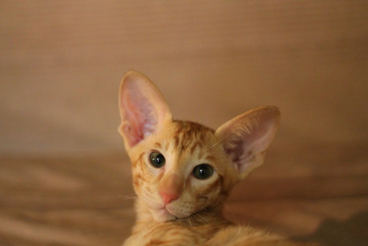Ориентальная кошка рыжая