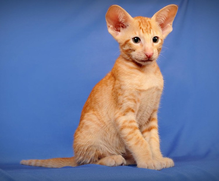 Ориентальная порода кошек