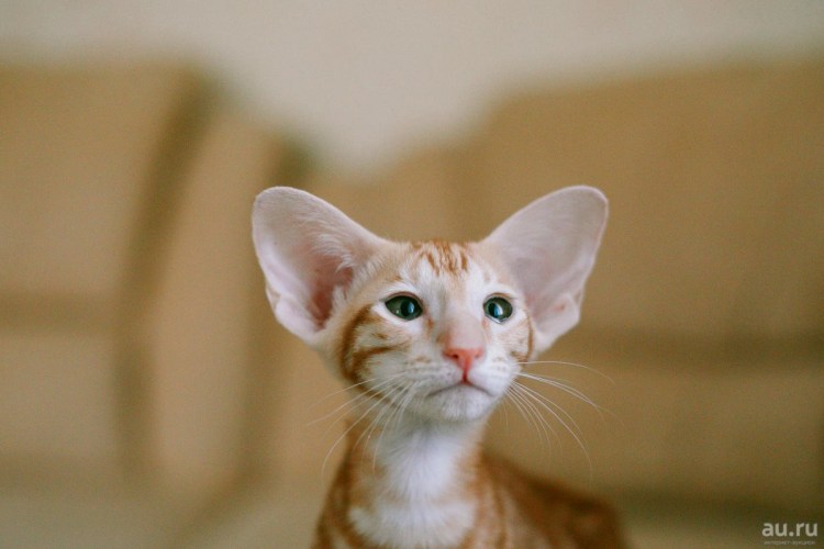 Ориентал табби красный