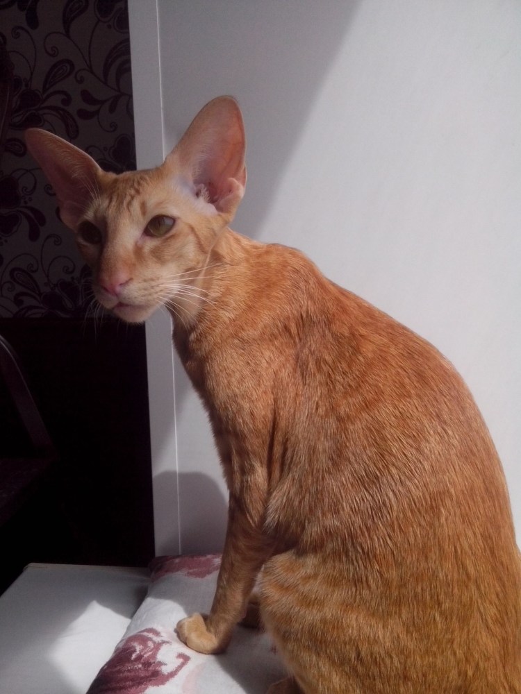 Толстый Ориентал