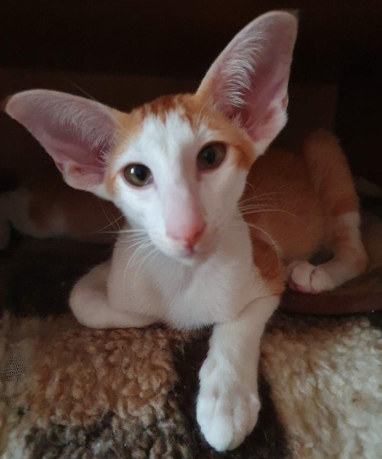 Ориентальная кошка рыжая