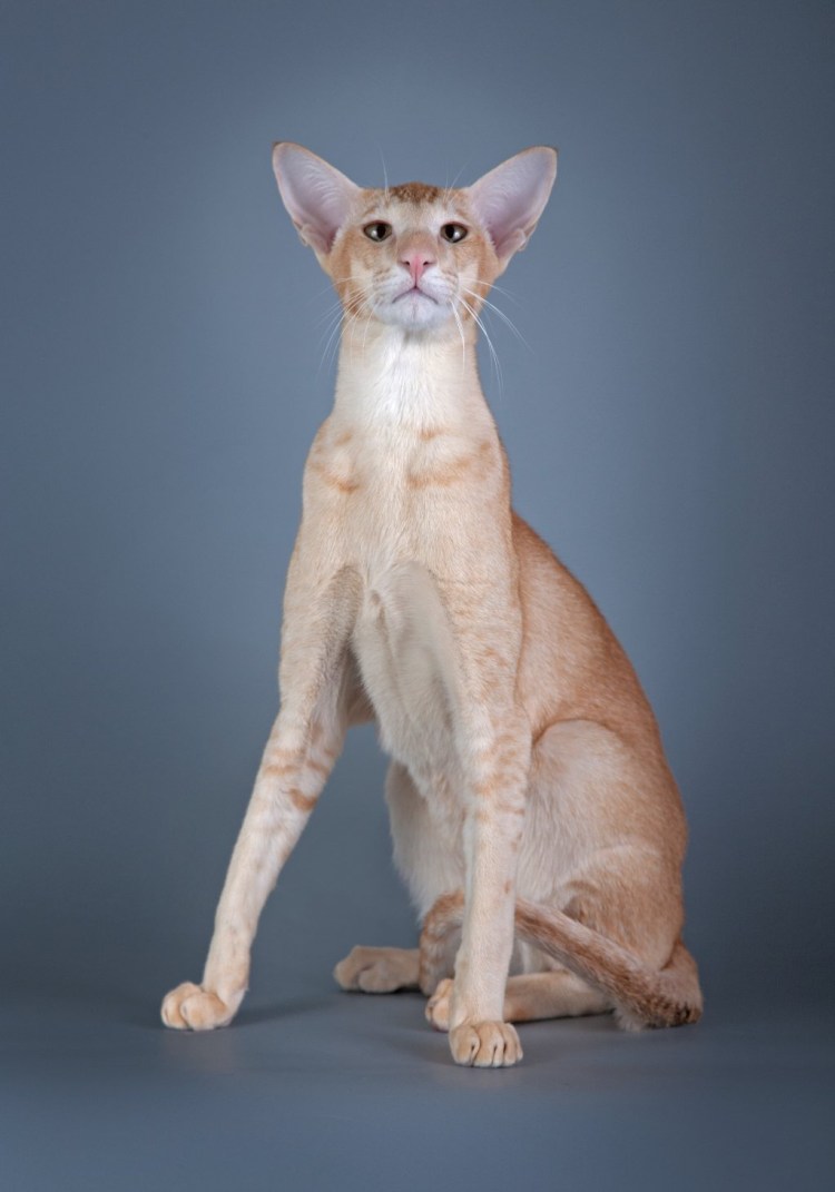 Кот грузин порода Ориентал