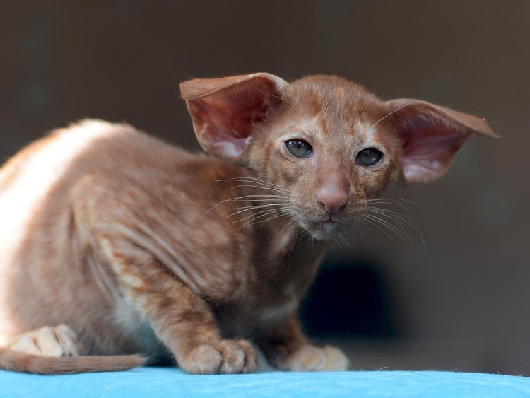 Ориентальная кошка красный мрамор