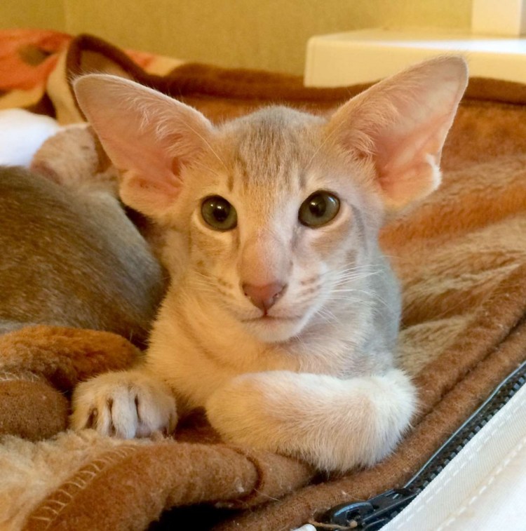 Кот Ориентал рыжий