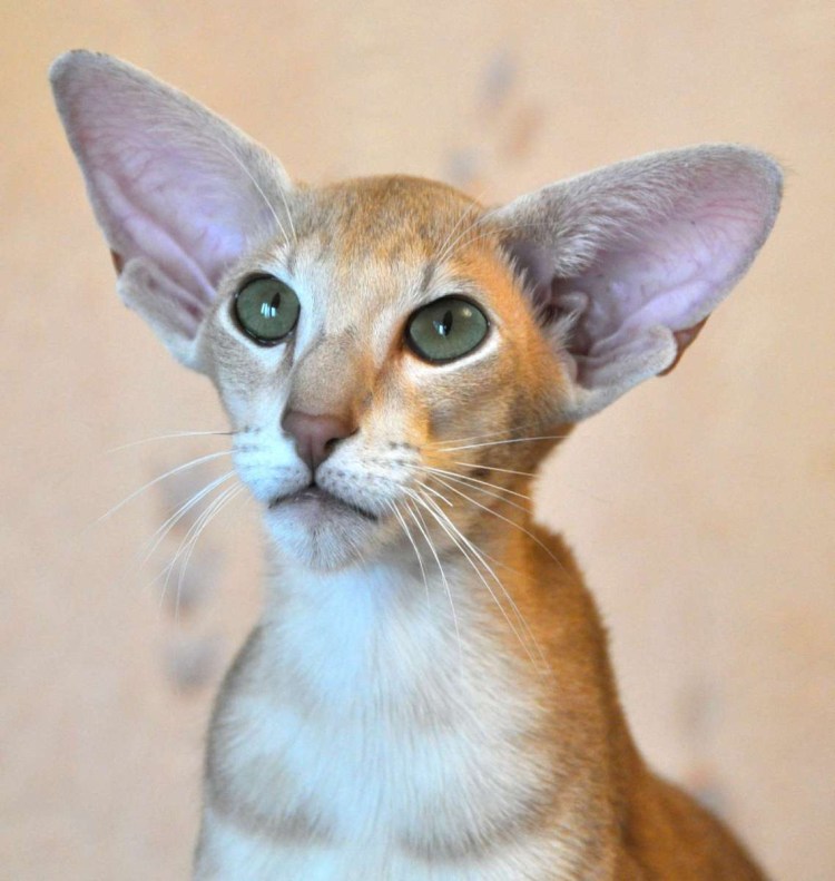 Ориентальные абиссинцы