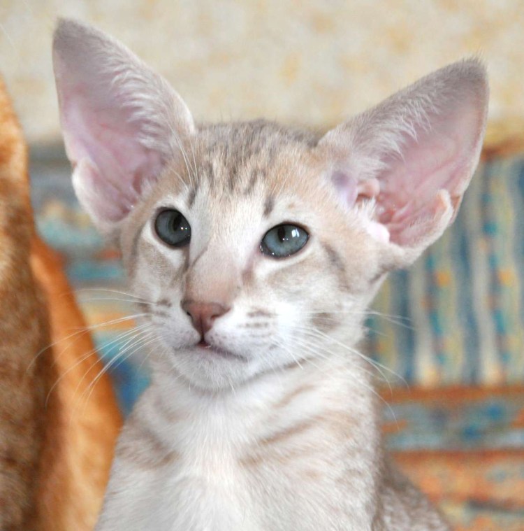 Яванская порода