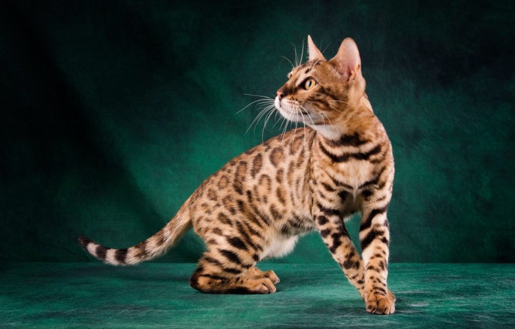 Итальянская порода кошек