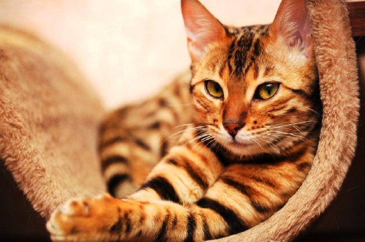 Бенгальская кошка леопардового окраса