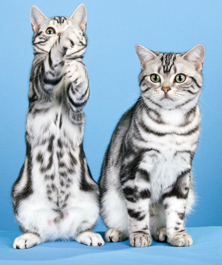 Абессинскаяпорода кошек