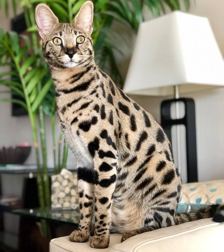 Семейка Мейн кунов