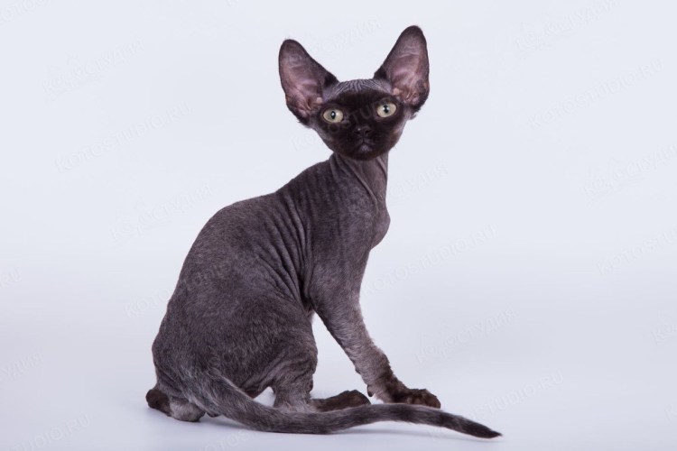 Питомник канадских сфинксов Лемурия