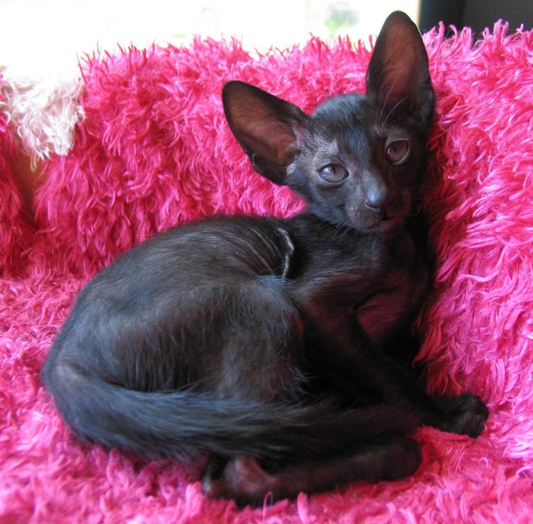 Пушистый сфинкс