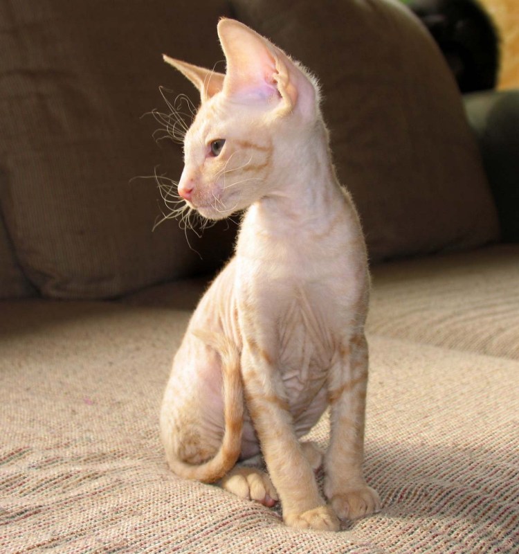Сфинкс короткошерстный