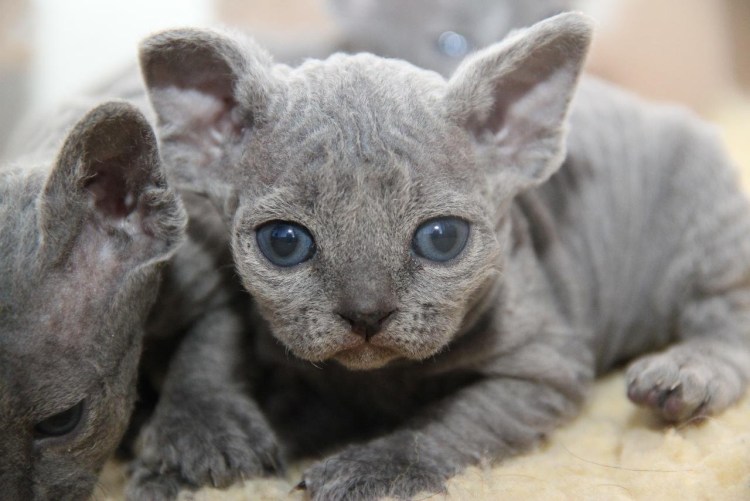 Сфинкс с шерстью черный