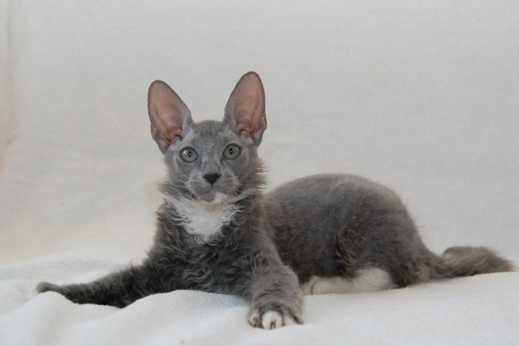 Сфинкс короткошерстный