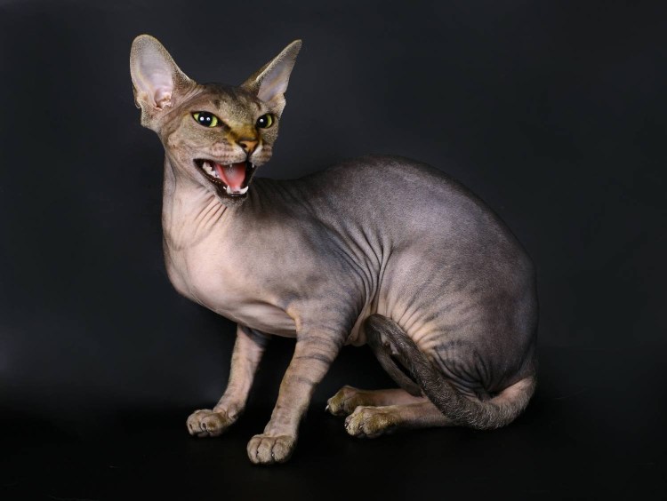 Сфинкс котенок с шерстью