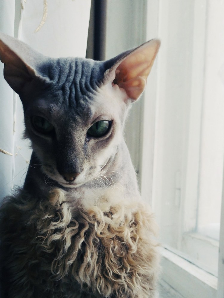 Канадский сфинкс с шерстью