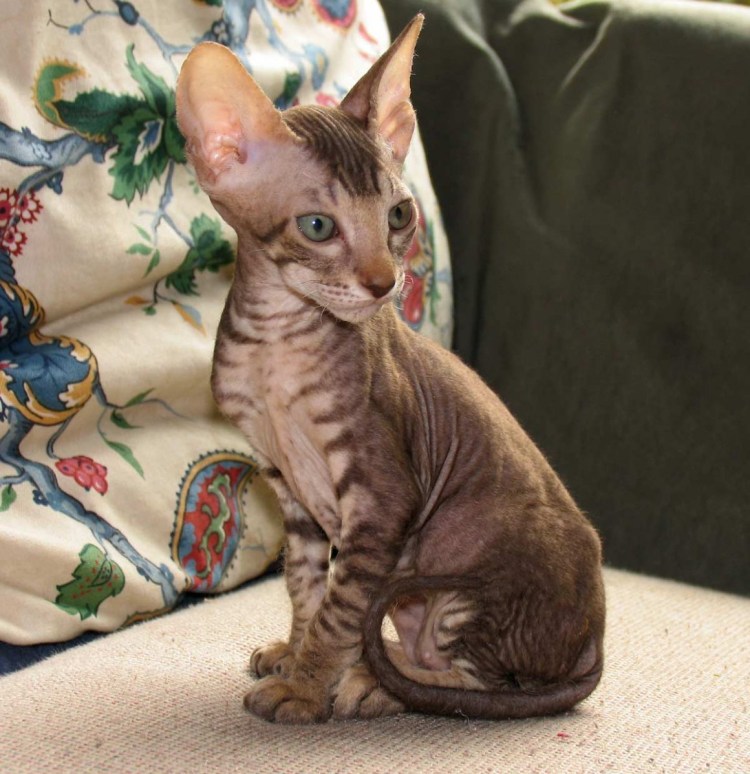 Дальневосточный сфинкс кот