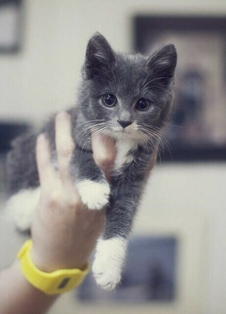 Британец биколор серый