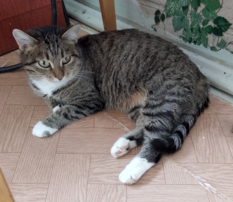 Котята Миасс