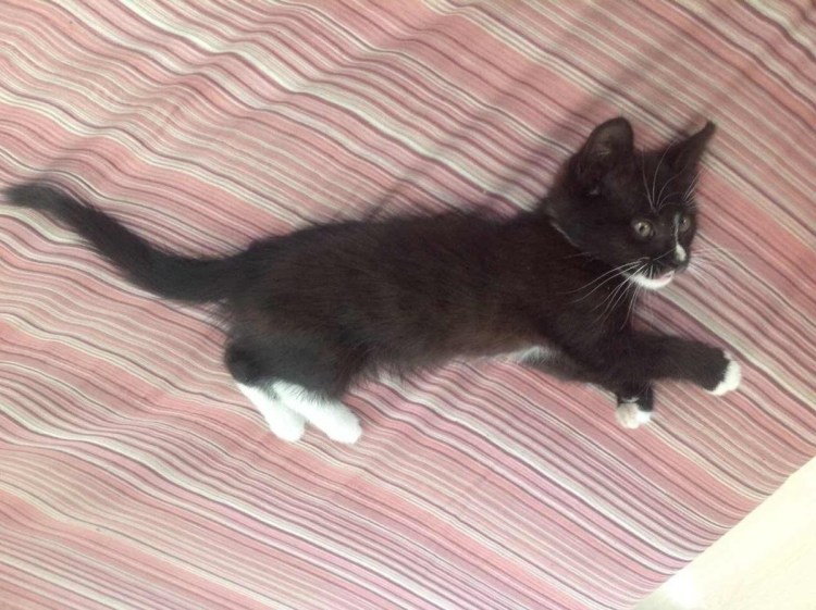 Манчкин серый пушистый