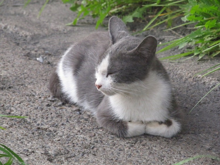 Серо-белый котёнок