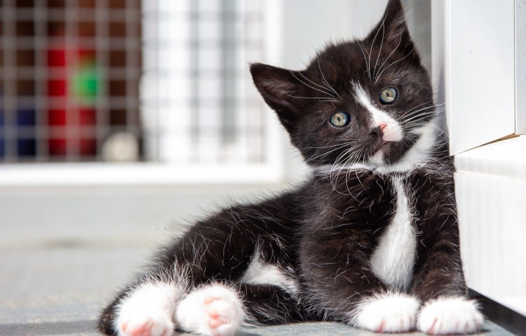 Метис рэгдолла и Мейн куна