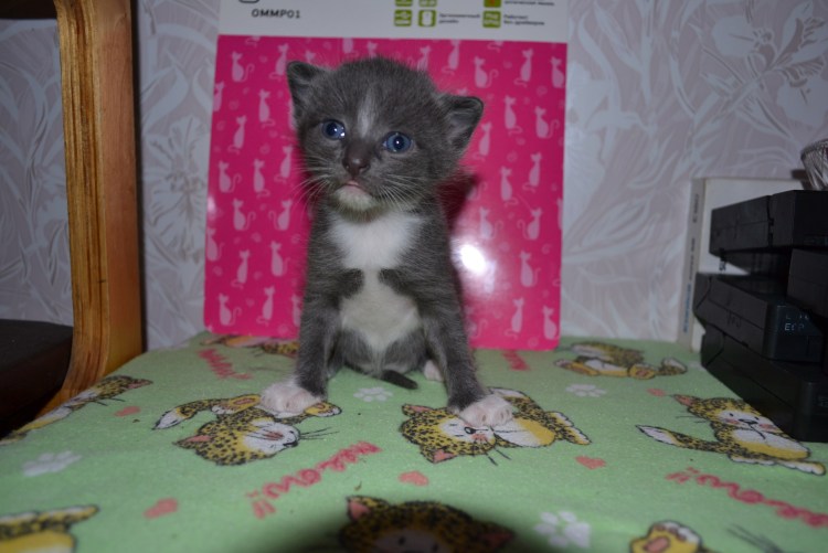 Серо-белый котёнок