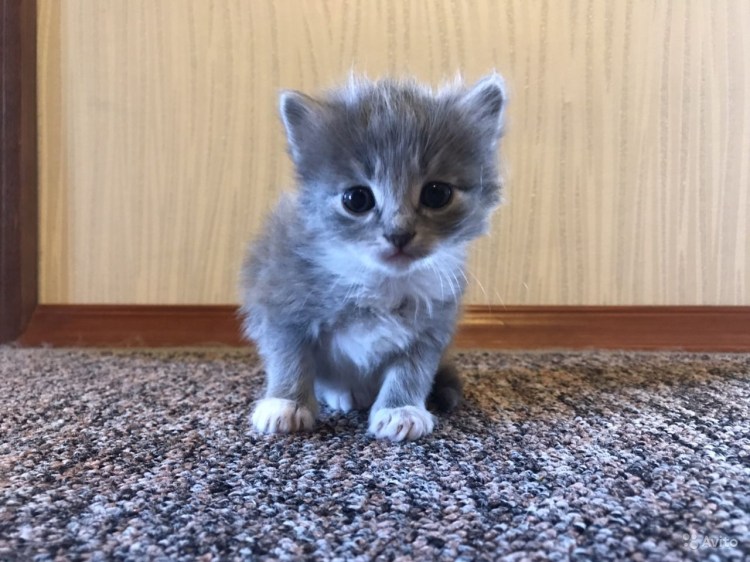 Серо черный кот