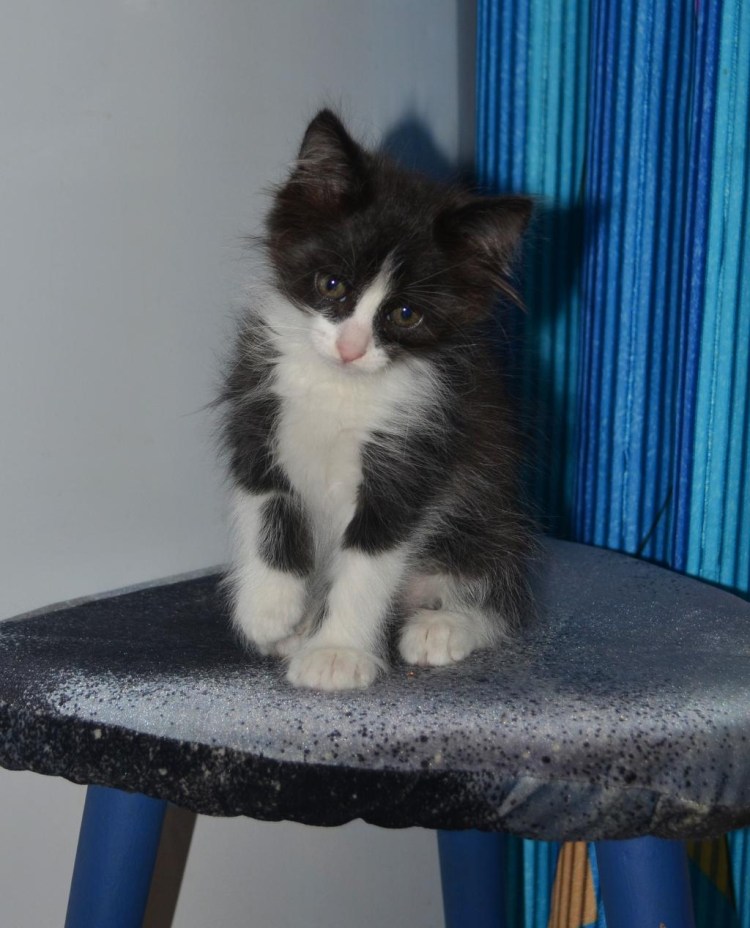 Котенок серый с белым