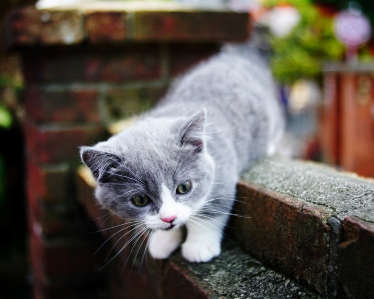 Серо белая кошка