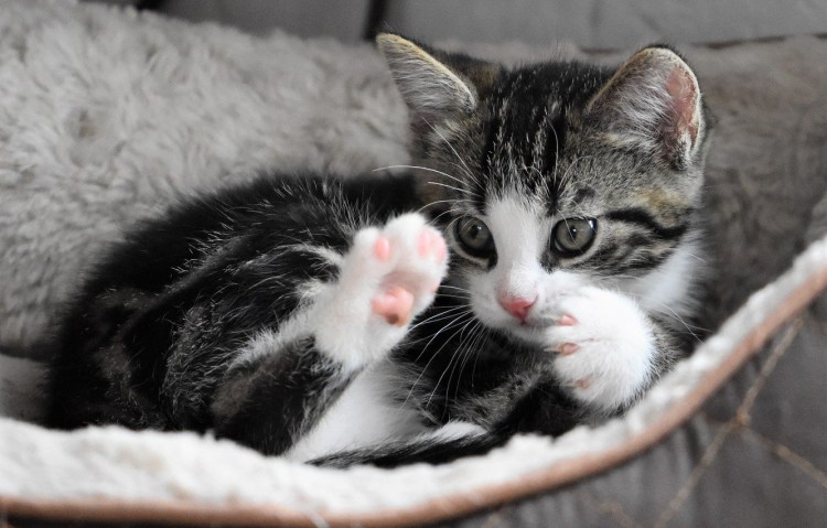 Баська черно белый котенок