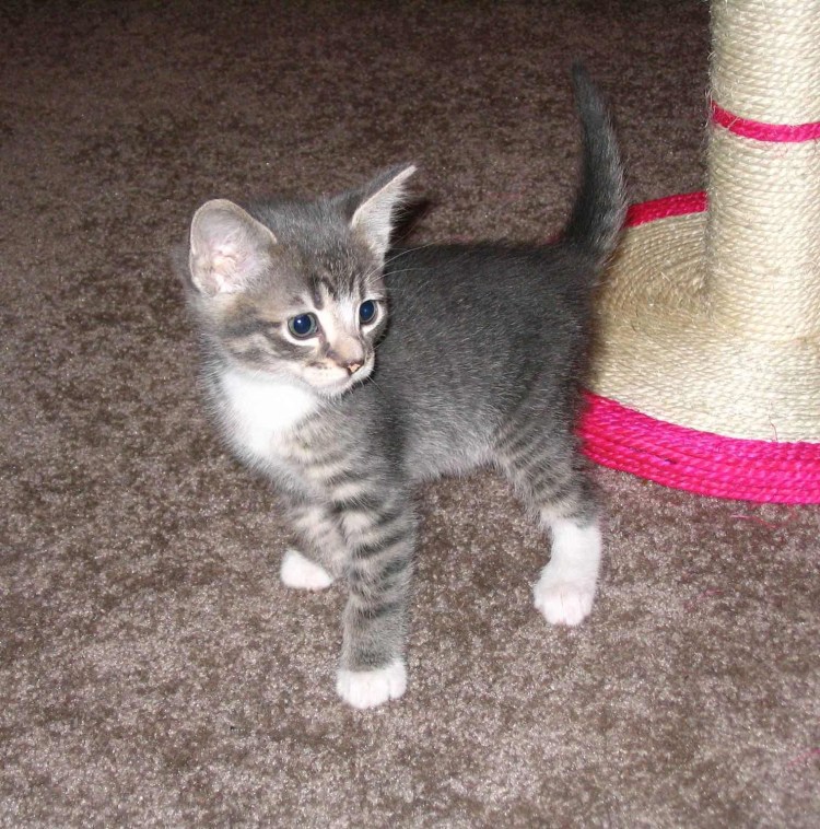 Черный котенок с белыми лапками