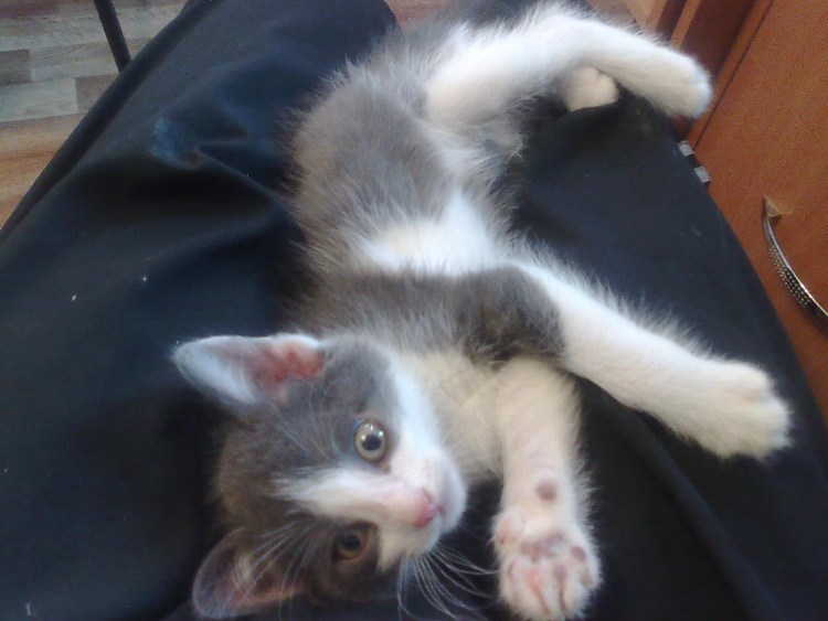 Манчкин серый пушистый