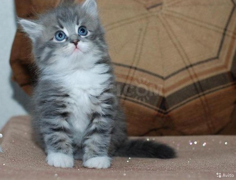 Котята серые с белым спят