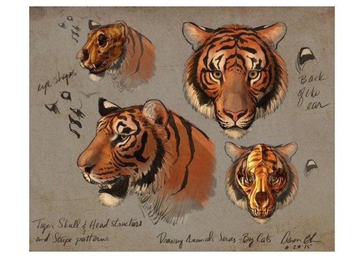 Тигр сбоку референс