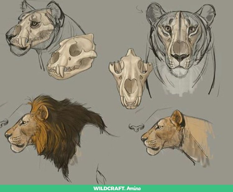 Скетчи тигров