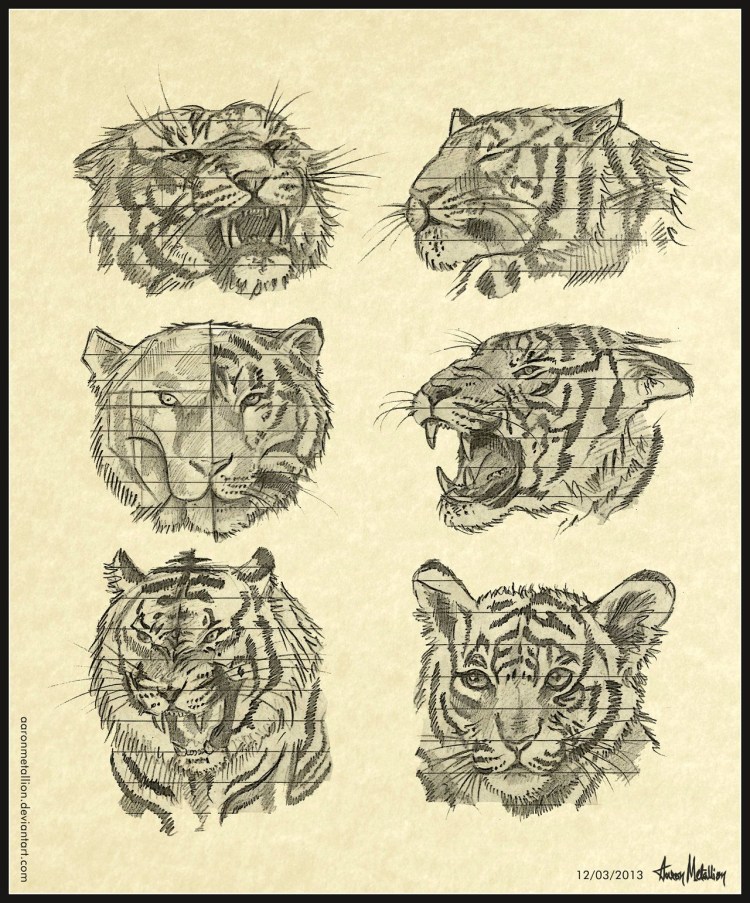 Тигр туториал анатомия