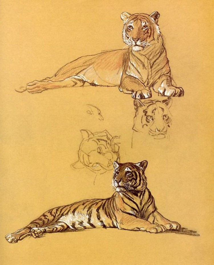 Тигрица с тигрятами рисунок