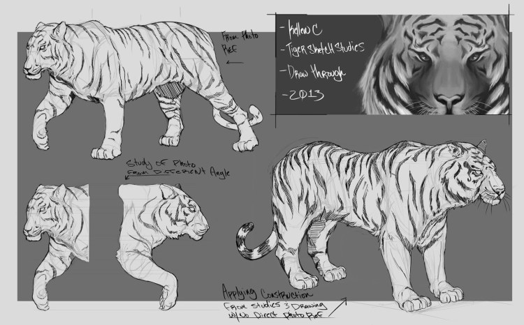 Тигр референсы