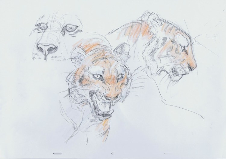 Тигр референс анатомия