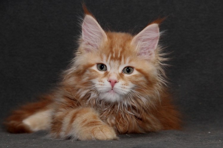 Котята Мейн кун Ростям