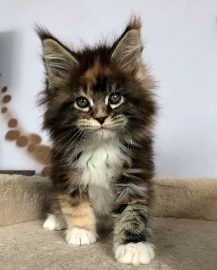 Котенок Мейн куна рыдий