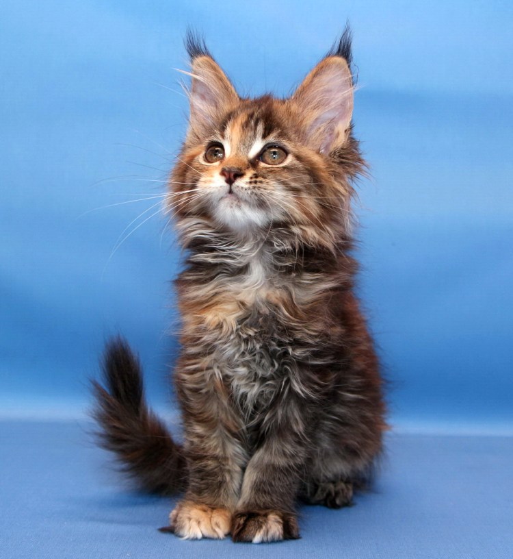 Кот Мейн кун