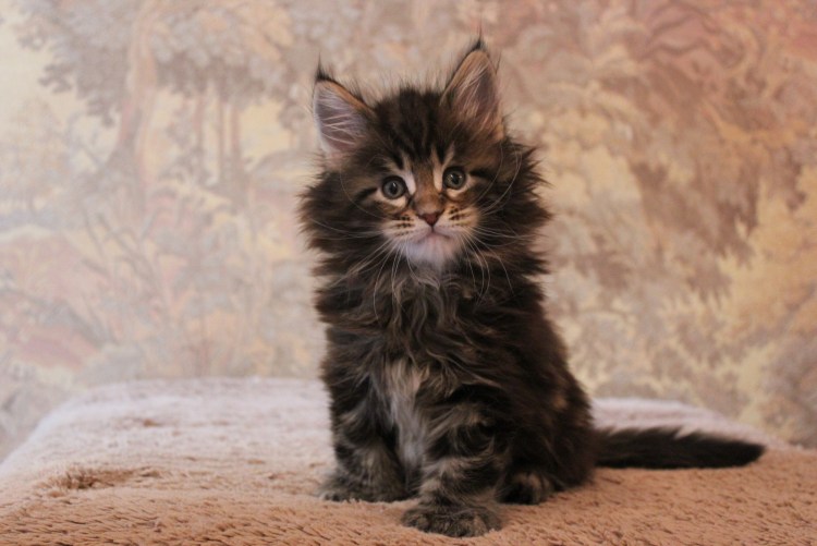 Котята Мейн кун фото