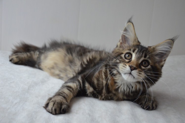 Мейн кун фавн