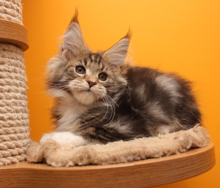 Рысь и Мейн кун