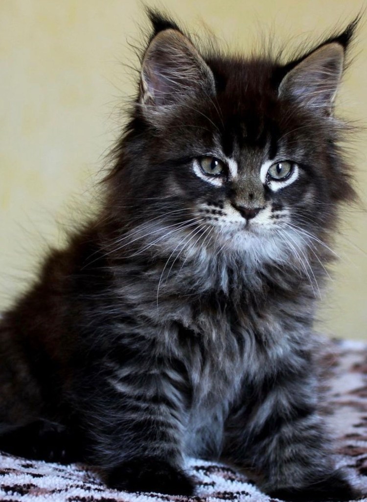 Кот Мейн кун