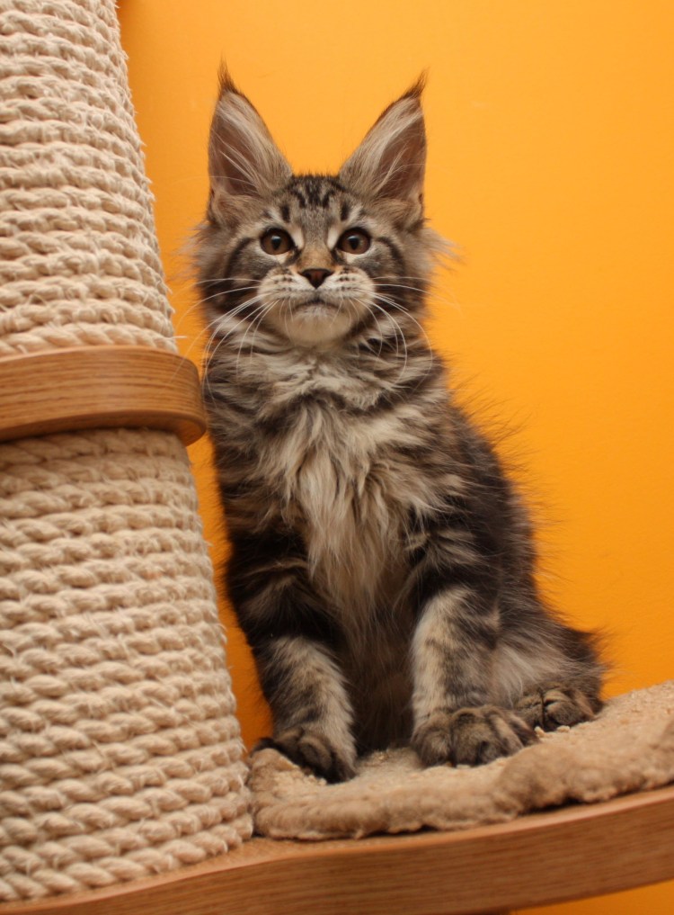 Кот Мейн кун